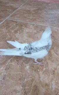 عروس هلندی رنگ خاص