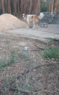 سگ گمشده