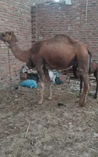 شتر زاییده