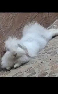 خرگوش پشمالو