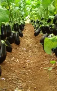 کود ارگانیک و بیولوژیک با تضمین برداشت محصول