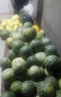 خربزه هندوانه دیم شیرین