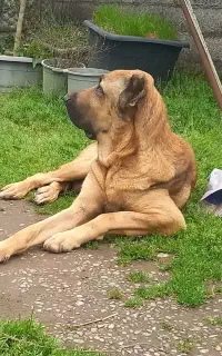 ماده سرابی اصیل نگهبان