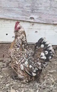 مرغ یوسل