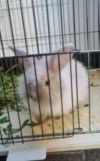 توله خرگوش مینیاتوری