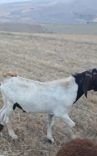 بز نر پاکستانی اصل