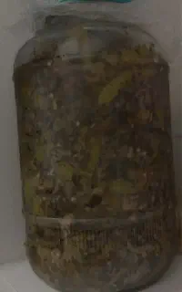 ترشی هفت بیجار