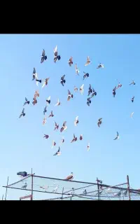 کبوتر