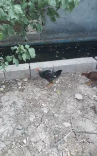 خروس ۳ ماه جوان واکسن خورده