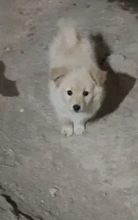 سگ بازیگوش