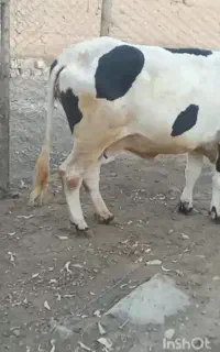 گاو نوعر