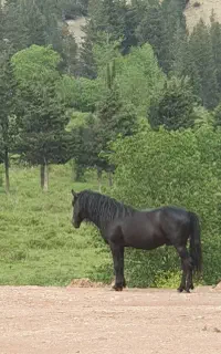 ۸ راس اسب سر حال و قبراق