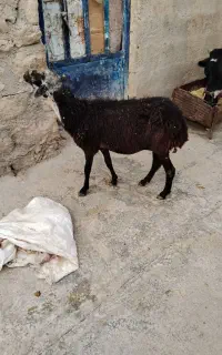 گوسفند