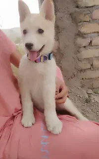 هاسکی