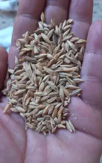 گندم و جو