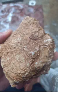 فسیل صدف و موجودات دریایی