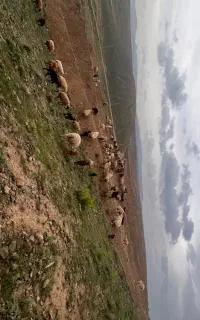 ۲۸تا  میش جوان داشتی