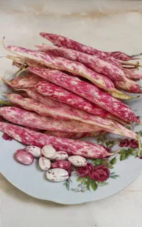 ماش چیتی تازه سبز/یاش ماش