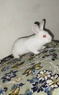 بچه خرگوش