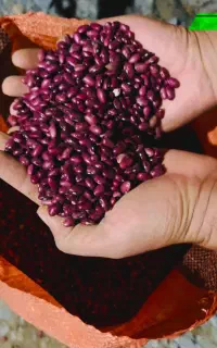 فروش لوبیای قرمز