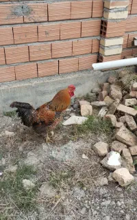 خروس