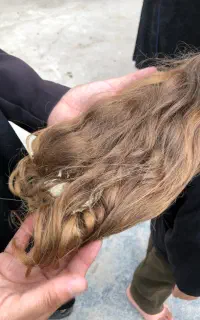 خریدار موهای سانت کوتاه ۴۰ سانت به بالای شما هستم