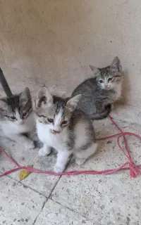 بچه گربه