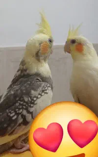 عروس 4ماهه