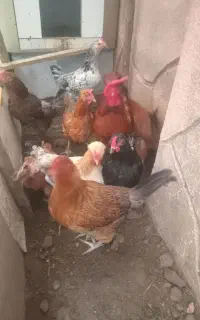 فروش مرغ محلی