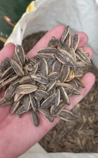تخمه خوی