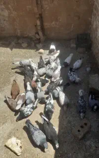 کفتر