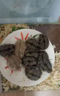 همستر کمپل سالم وسرحال