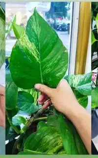خدمات گل و گیاه در محل شما