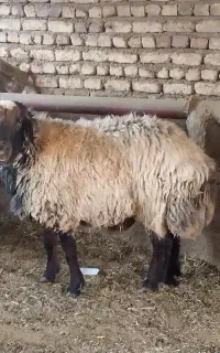 قوچ شال افشار