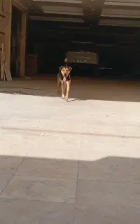 سگ ژرمن پلیسی نر