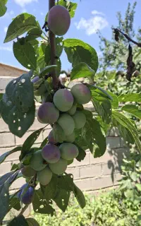 آلو و انگور سیاه محلی فارسیان