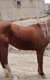 مادیون سرو دم گیر ((کورد اصیل))