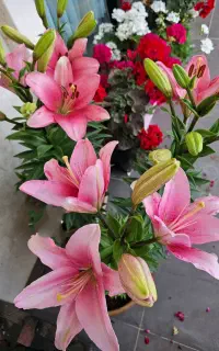 گل لیلیوم حیاط