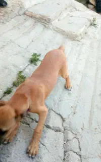 گمشده