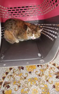 واگذاری پیشی خانم ، نژاد دی اس اچ ، رایگان