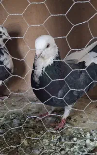 کبوتر