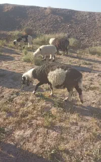 گوسفند