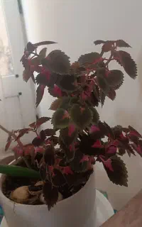 گل فروشی معاوضه دارم