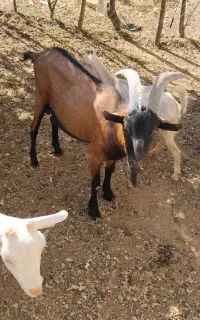 بز سانن و آلپاین صد در صد خالص