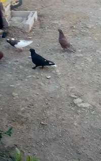 کفتر زاق دم سفید به شرط بازی و پرش
