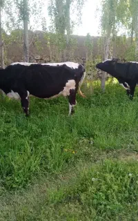 گاو با گوساله