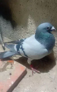 کبوتر پلاک اصل ۲۰۲۲