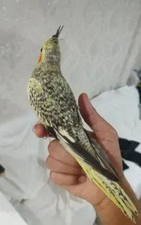 عروس ماده دستی
