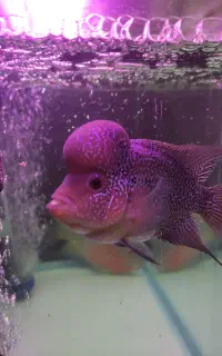 ماهی فلاور هورن