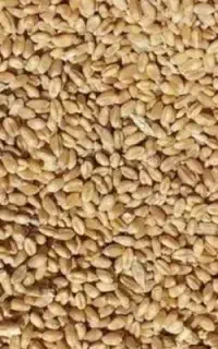 فروش گندم آبی یک تن رقم میهن درجه یک